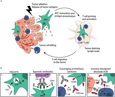 Immune Modulation Plus Tumor Ablation: Adjuvants and Antibodies to Prime and Boost Anti-Tumor Immunity In Situ